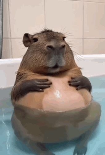 капибара GIF