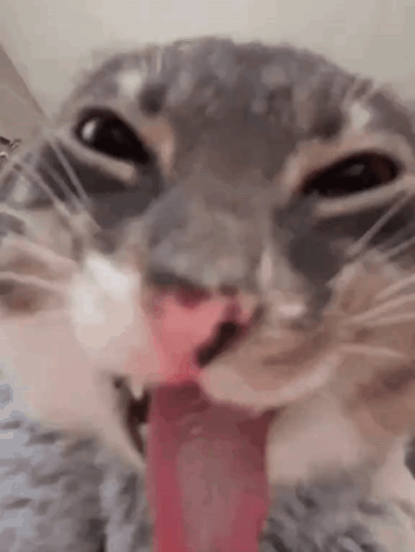 котек GIF