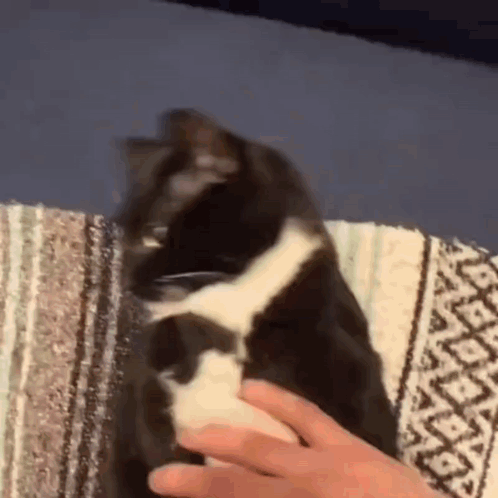 кот мем GIF
