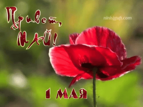 привет май GIF