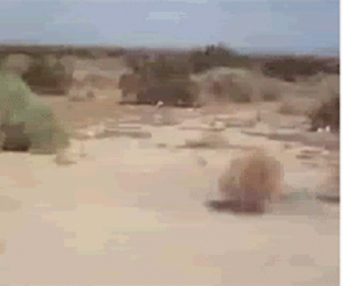 пустыня Desert GIF