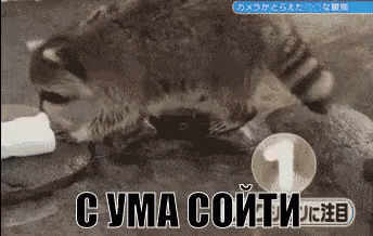с ума сойти сумасшедшая магия енот GIF