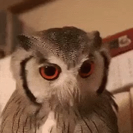 это не смешно забавно сова сердится GIF