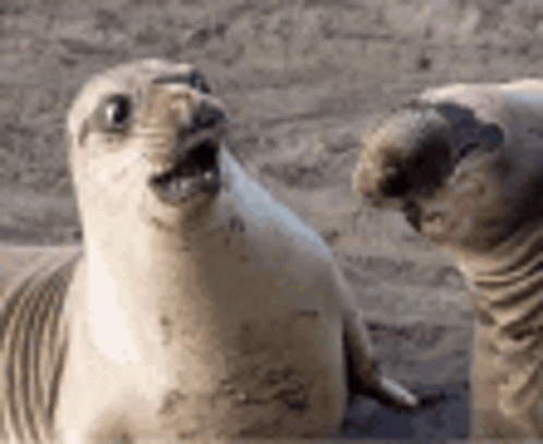 فقمه Seal GIF
