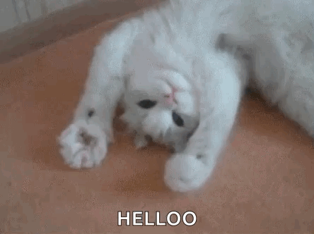 كسمك Cats GIF