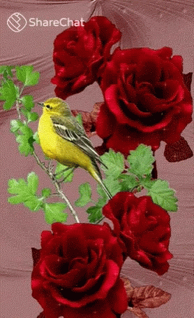 चिड़िया लालगुलाब GIF. This 278 x 454 animated GIF is part of our gracias por su atencion para diapositivas collection. Created by ShareChat. View the…