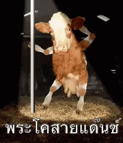 พระโค GIF