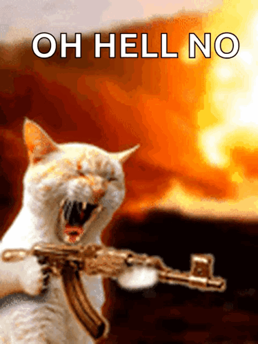 ยิงแม่ง Cat GIF
