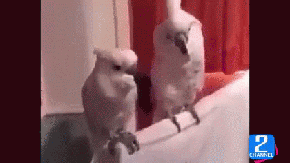 ヘッドバンキング 可愛い動物 GIF