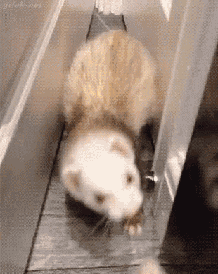 倒れる　たおれる　フェレット GIF