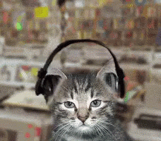 宠物 音乐 摇头 可爱 GIF