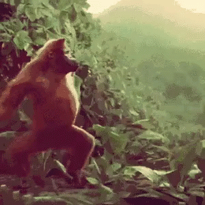 猴子 GIF