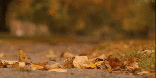 秋天 落葉 GIF. This 498 x 249 animated GIF is part of our folhas de outono caindo collection. Related themes include autumn. View the original animation, share…