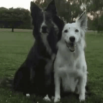 1053 Dog GIF