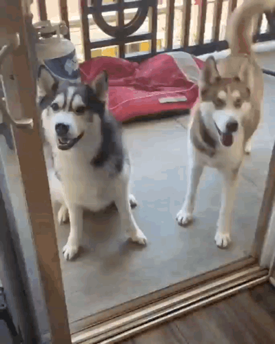 1053 Dog GIF