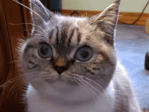 12 GIF. This 300 x 226 animated GIF is part of our lady and the tramp siamese cats collection. Related themes include 12. View the original animation, share…
