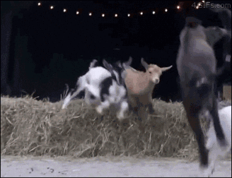 3333 GIF