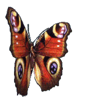 3d Butterfly Red Butterfly Sticker