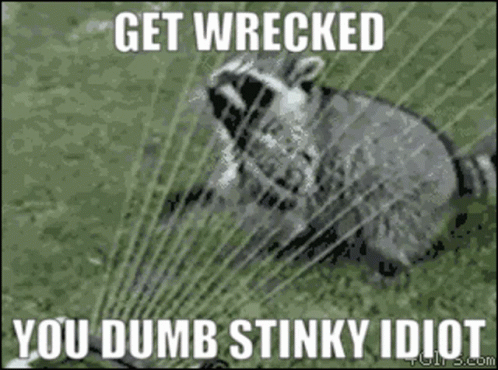 570rm Raccoon GIF