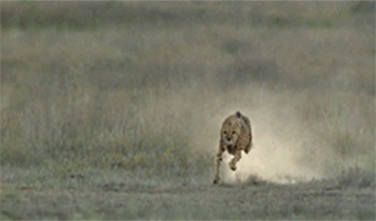 6 GIF