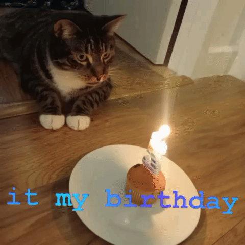 864mcs Cat It My Birthday GIF