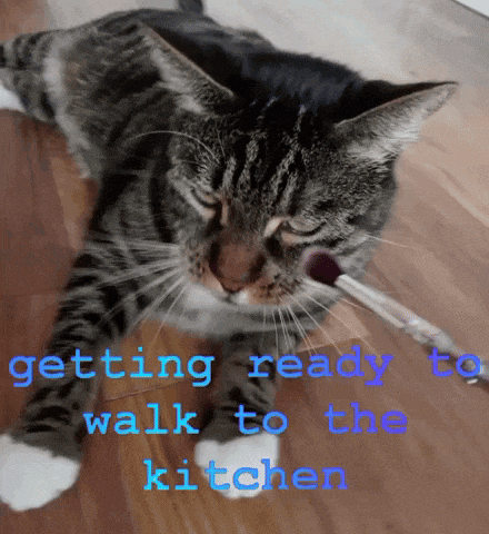 864mcs Cat Walking To The Kitchen GIF
