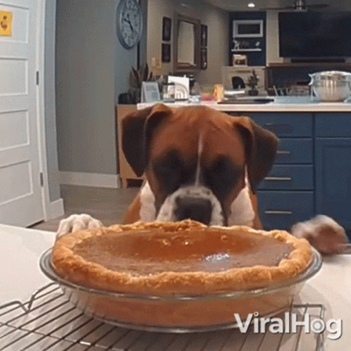 A Dog Tasting Pumpkin Pie Viralhog GIF