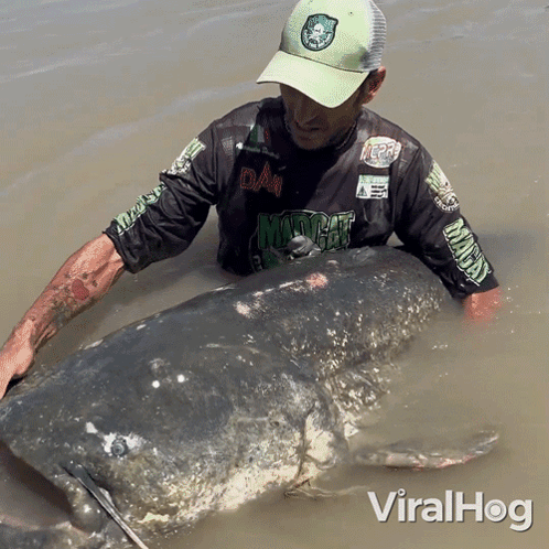 A Fisherman Catches Giant Catfish Viralhog GIF