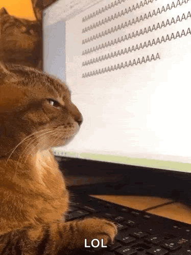 Aa Aaa GIF