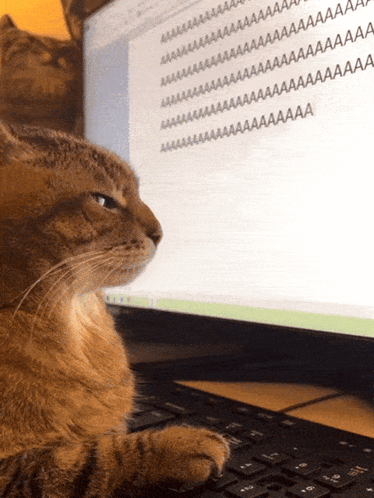 Aa Aaa GIF