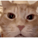 Aaaah Cat Sticker