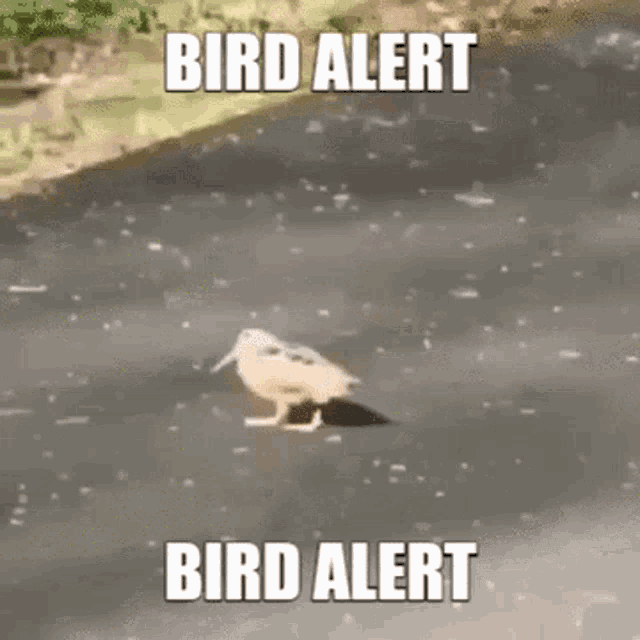 Adalfarus Okbb GIF