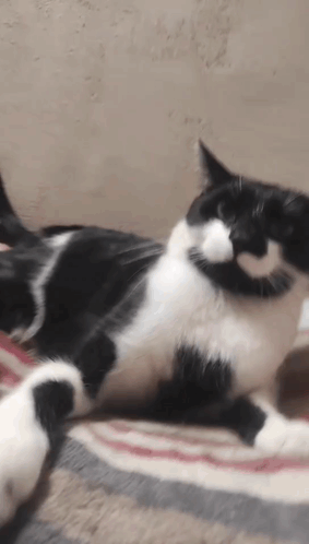 Adam Cat GIF