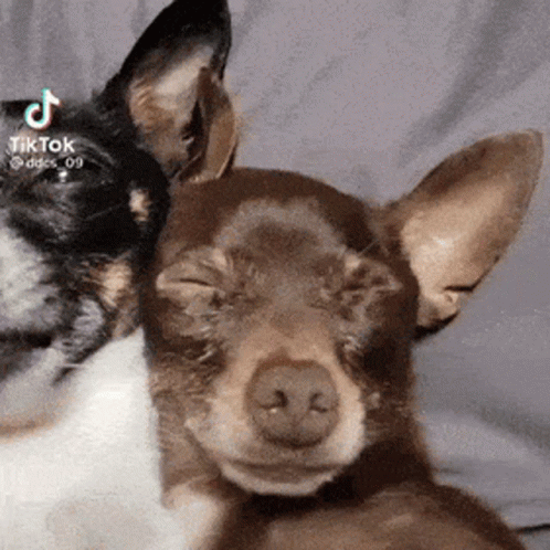Adelaide Dog Scare GIF. This 498 x 498 animated GIF is part of our simpsons suspicious dog collection. Created by lcvemarks. View the original animation…