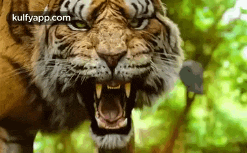 Adivi Puli.Gif GIF