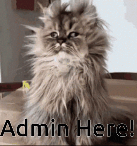 Admin Admin Here GIF