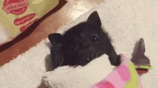 Adorable Animals Cute GIF