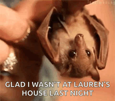 Adorable Animals Cute GIF