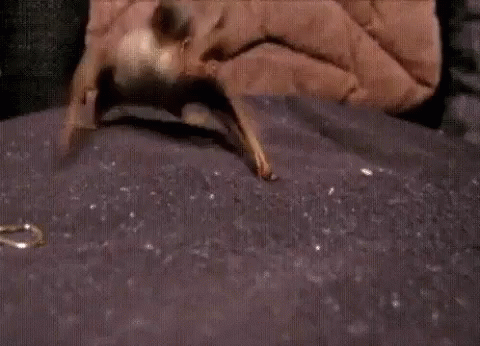 Adorable Animals Cute GIF