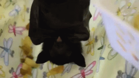 Adorable Animals Cute GIF