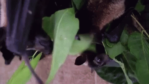 Adorable Animals Cute GIF