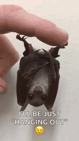 Adorable Animals Cute GIF