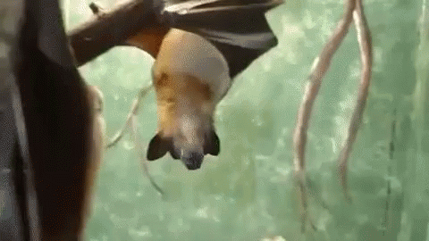Adorable Animals Cute GIF