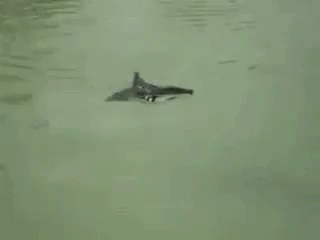 Adorable Animals Cute GIF