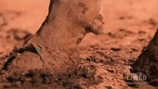Adorable Animals Cute GIF