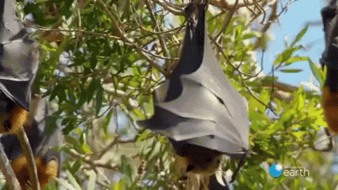 Adorable Animals Cute GIF