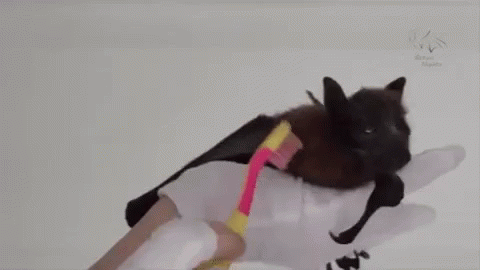 Adorable Animals Cute GIF
