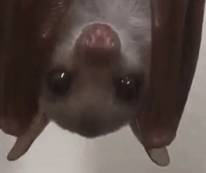 Adorable Animals Cute GIF