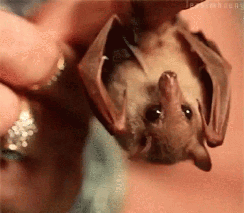 Adorable Animals Cute GIF