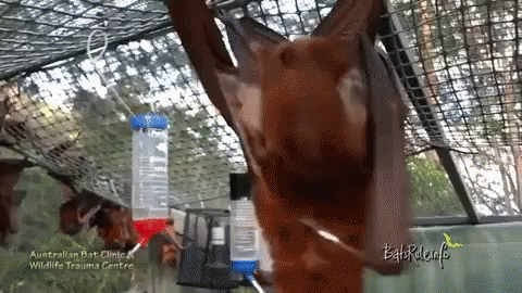 Adorable Animals Cute GIF